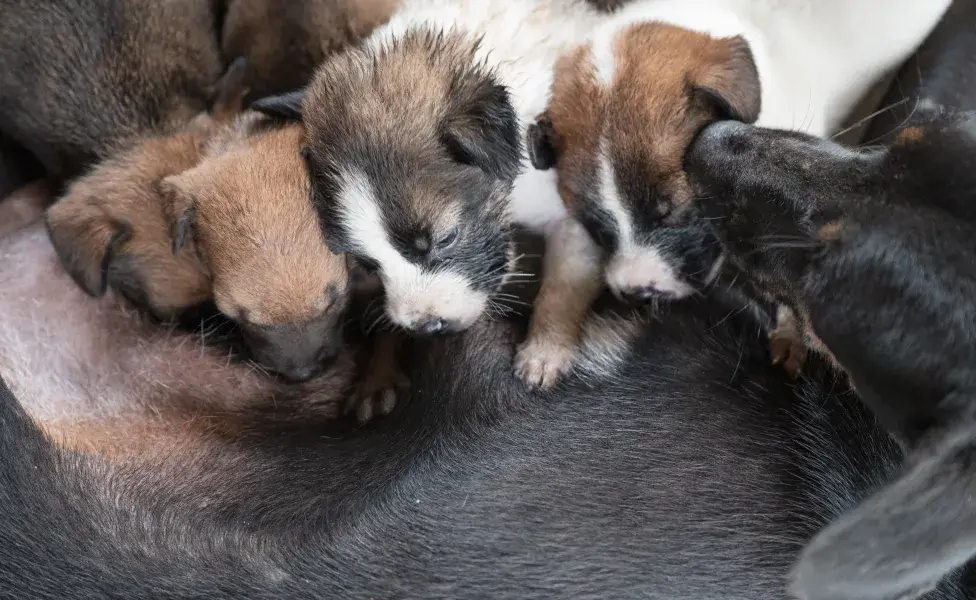 perros tomando leche de su mamá. Foto: Envato/hqtbh