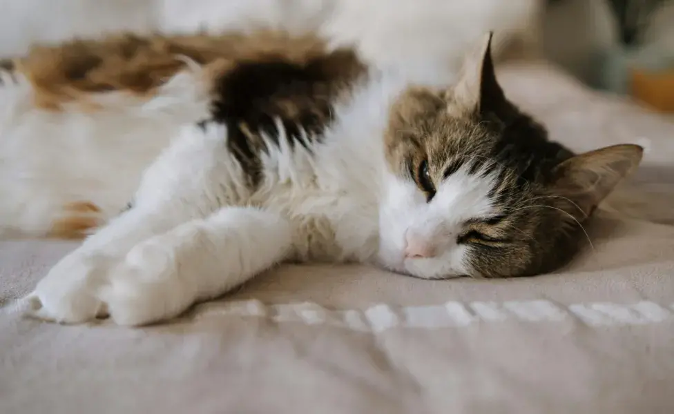 Los gatos con sobrepeso pueden sufrir de la cadera.