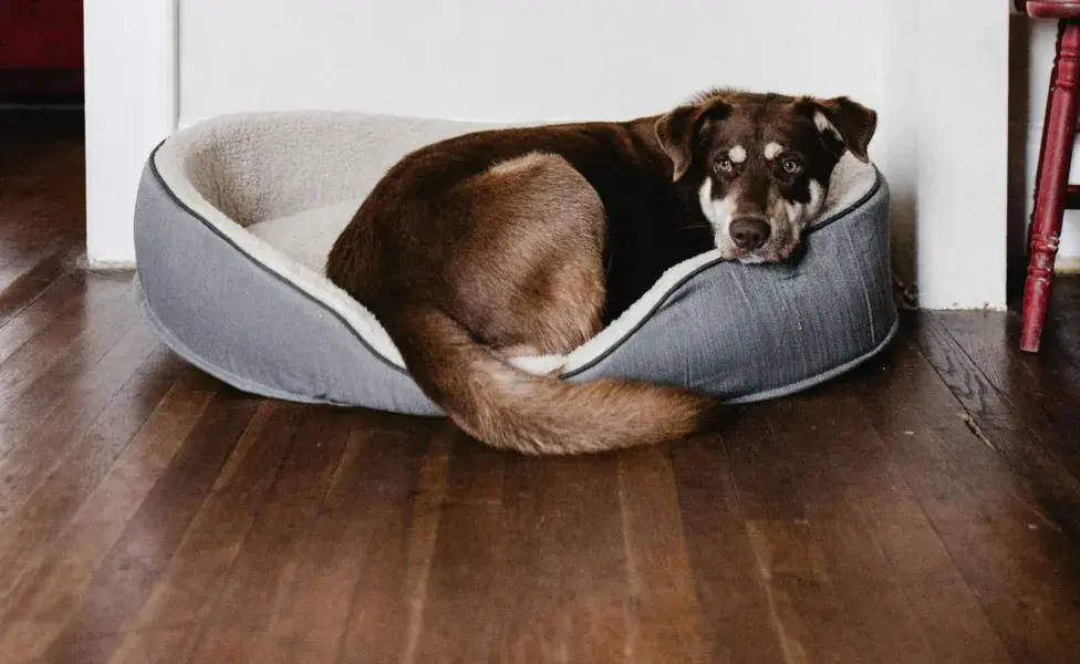 Una buena cama para perros ayudará a que mejore su salud y estado de ánimo.