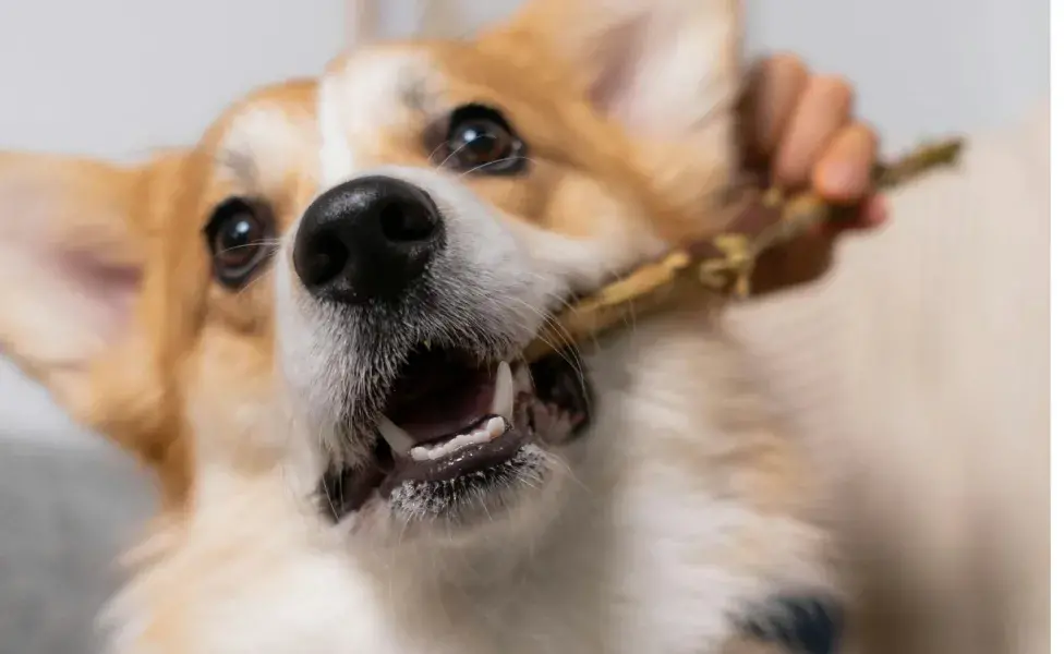 Los primeros dientes salen a las tres o cuatro semanas de vida del perro.