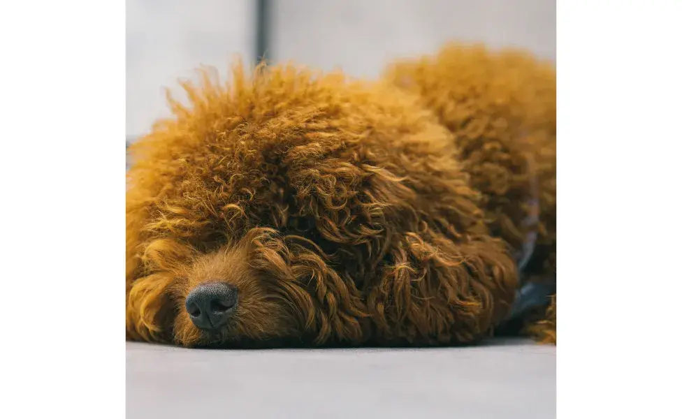 Caniche café acostado en el piso. Foto: Pexels/ Huy Phan