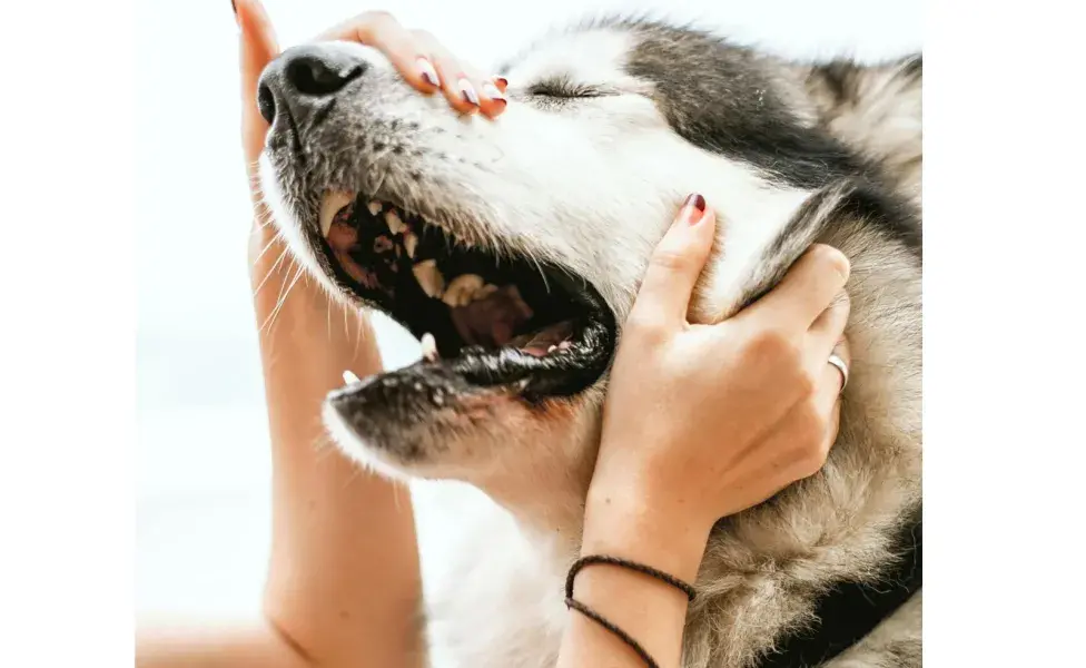 Es mejor enseñarle a tu perro ciertas actitudes con amor que con golpes.