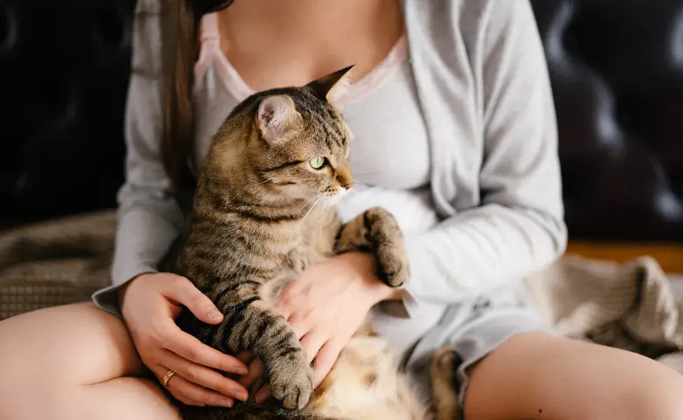 Gata embarazada o preñada