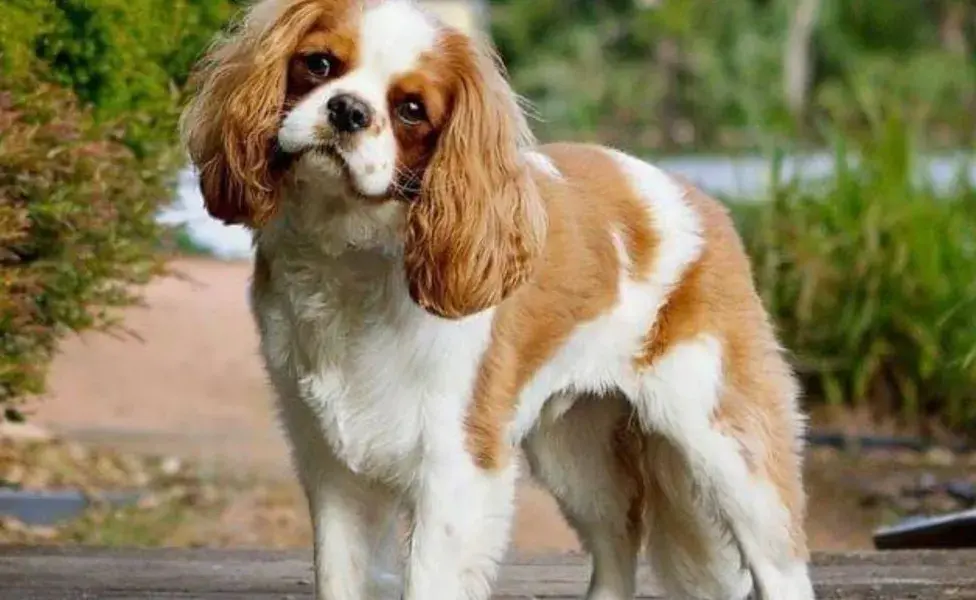 El Cavalier King Charles Spaniel debe su nombre al rey Carlos II de Inglaterra