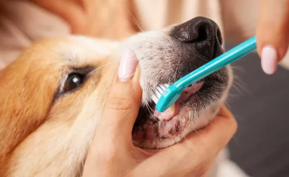 Cepillado de dientes a perro. Foto: Envato/Vailery