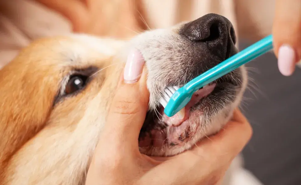 La prevención es la mejor manera de evitar la aparición de caries en los perros. 