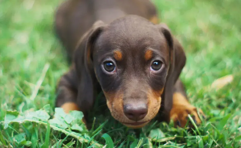 Entre las tres y cinco semanas de edad, los cachorros comienzan a explorar su entorno