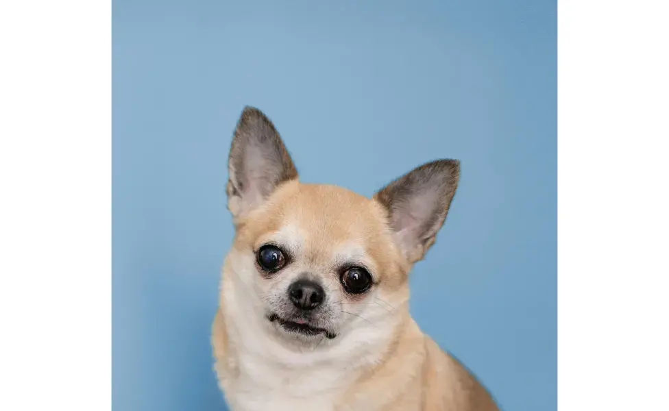 Perro Chihuahua viendo la cámara. Foto: Pexels/ Kelly Cormier