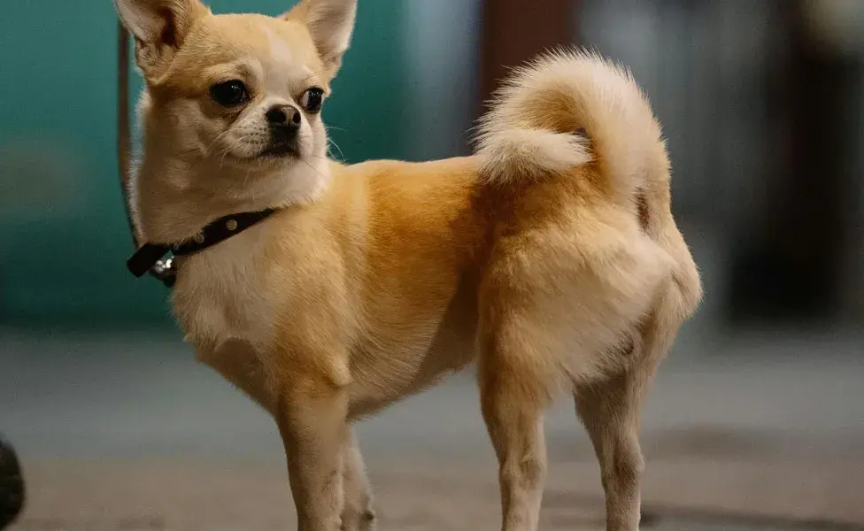 El 65% de los conflictos caninos son prevenibles. 