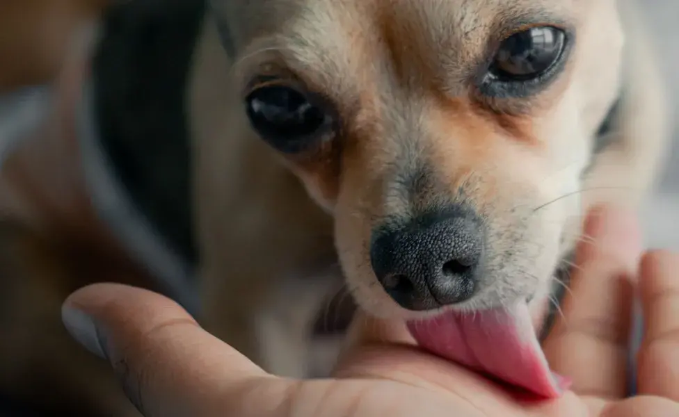 Es importante destacar que si tu perro siempre ha tenido estas manchas desde cachorro, es probable que sean normales.