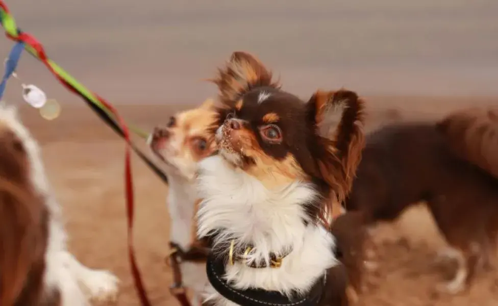 Perro Chihuahua peludo. Foto: Pexels/Efrem Efre