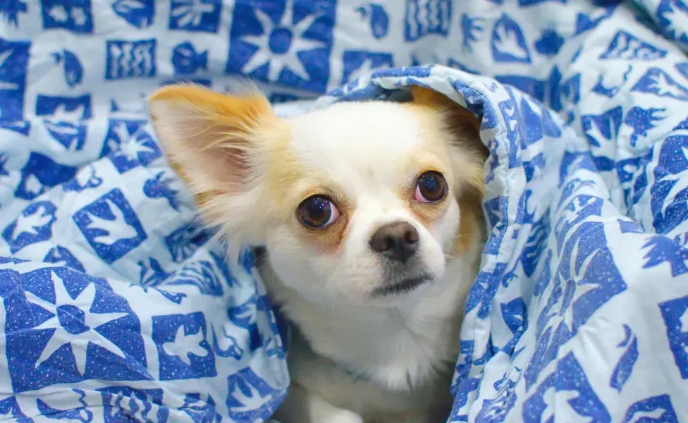 Los Chihuahua necesitan comer para mantener su temperatura corporal.