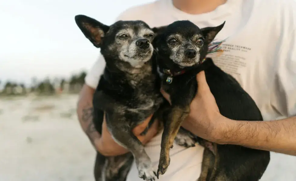 Siempre consulta a un veterinario. Foto: Pexels/Bianca Beltrán