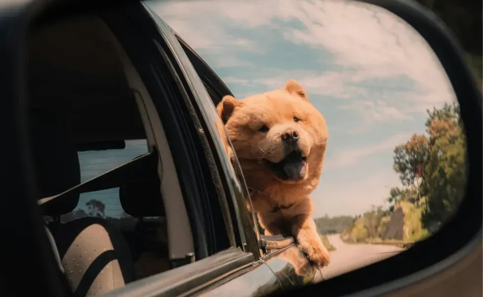 Es necesario que tu perro socialice desde niño. 