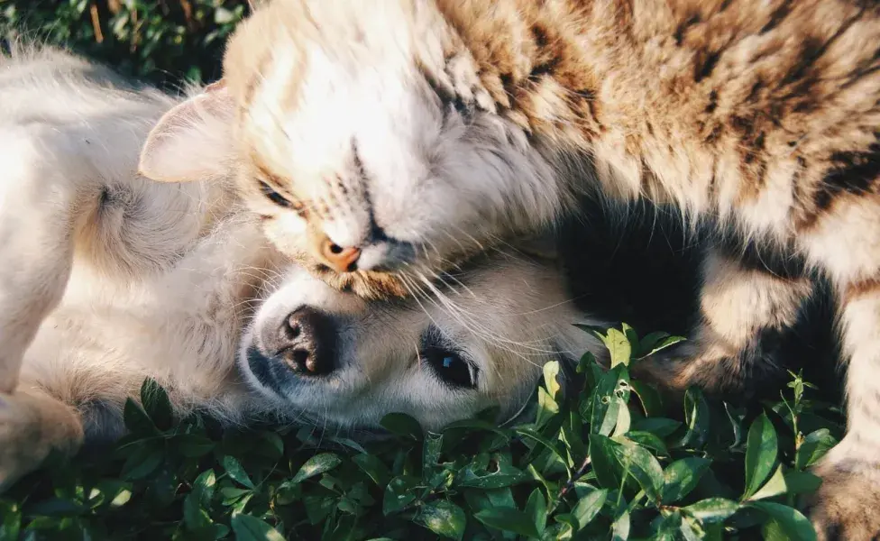 Existen jornadas gratuitas para la esterilización de mascotas.