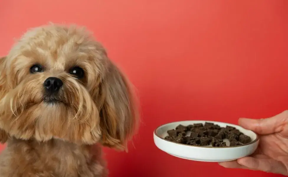 aplicar regraCómo hacer un soporte elevado para los platos de tus mascotas close-up-adorable-pet-eating_23-2151182847