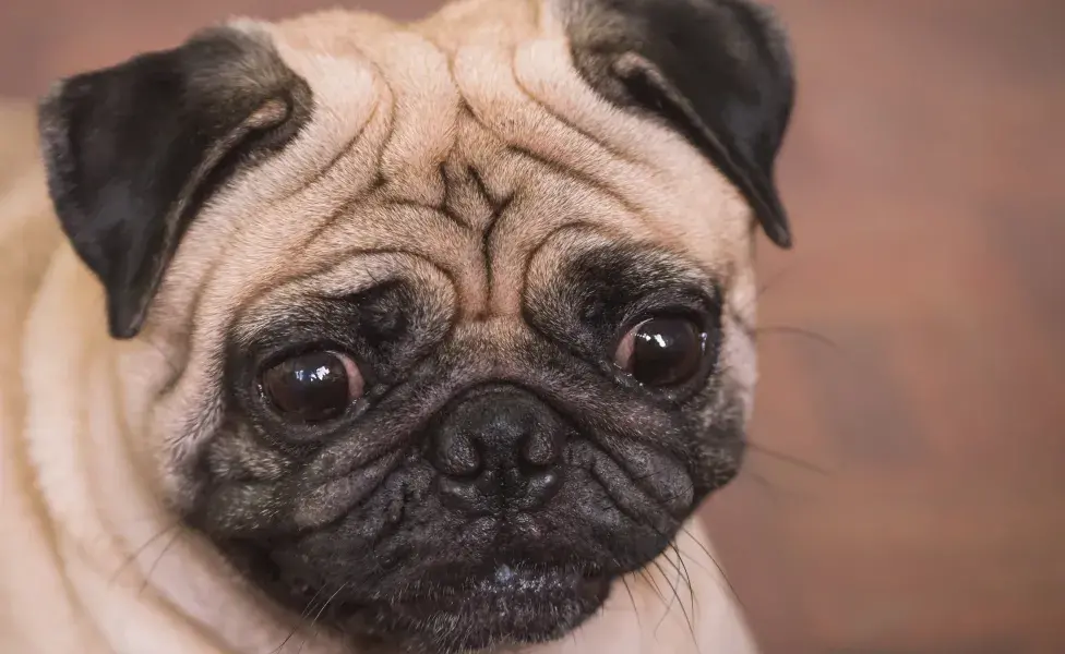 Perros pug ¡Todo lo que debes saber sobre la pugmanía! 