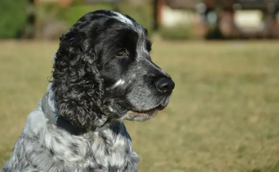 aplicar regra8 razas de perros que más disfrutan jugar con agua cocker%20spaniel_0