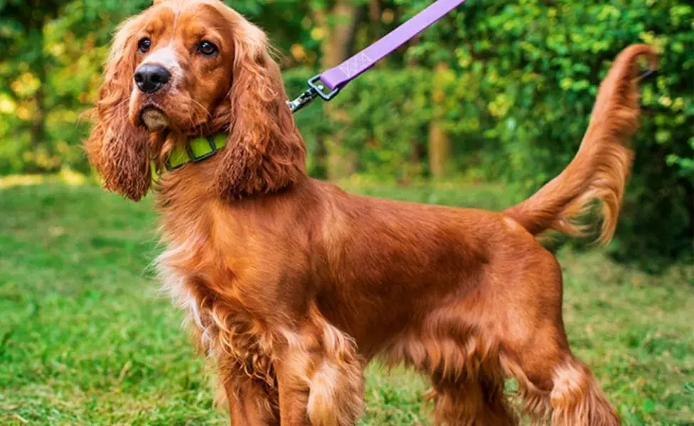 aplicar regraRazas de perros que dan más alergia cocker-spaniel