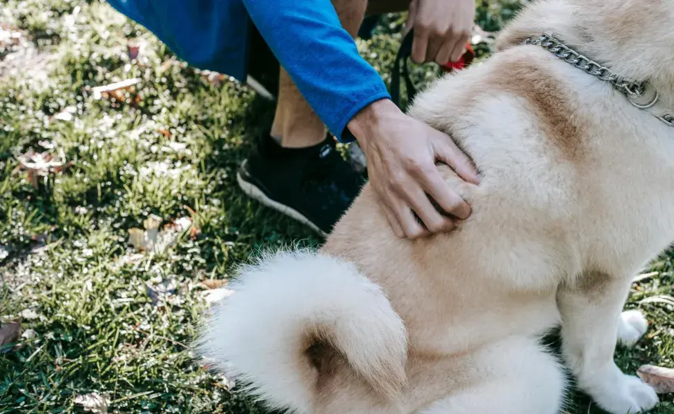 La cola alta y en movimiento quiere decir que el perro está bien.