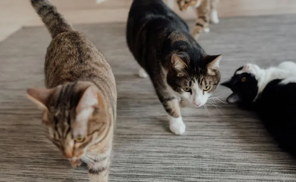 Los gatos muestran su felicidad y enojo mediante la cola.