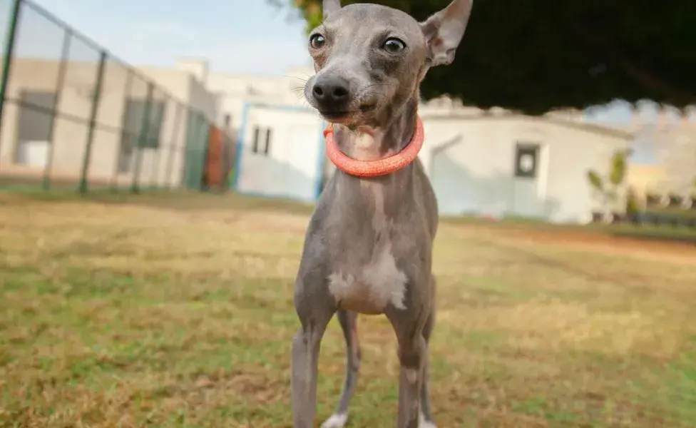 Los collares de castigo descargan electricidad en los perros. 