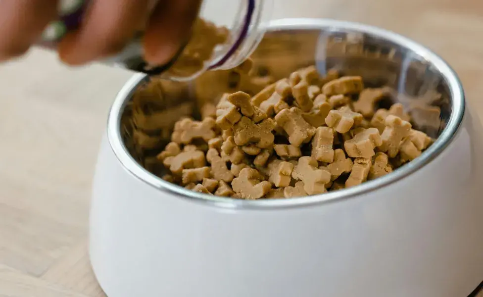 Los perros pueden dejar de comer por problemas dentales.