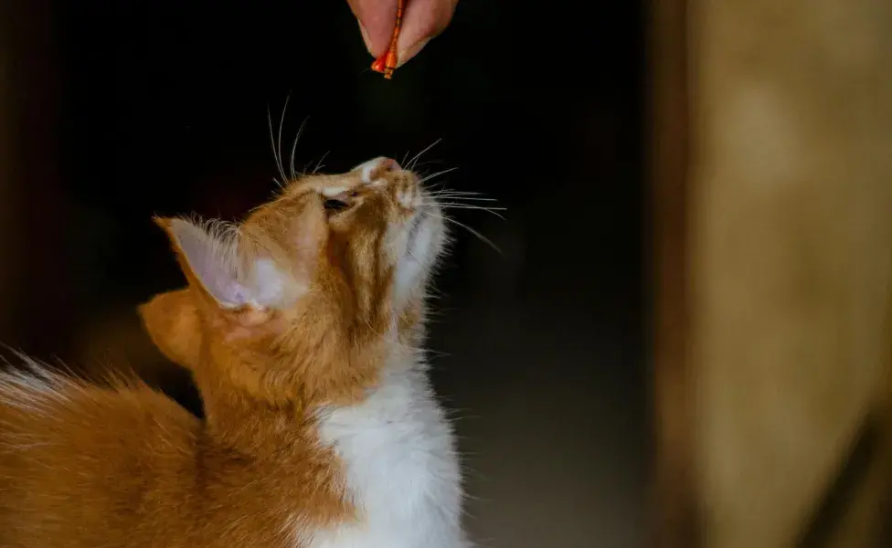 aplicar regraSuplementos que podrías darle a tu gato comida-gato