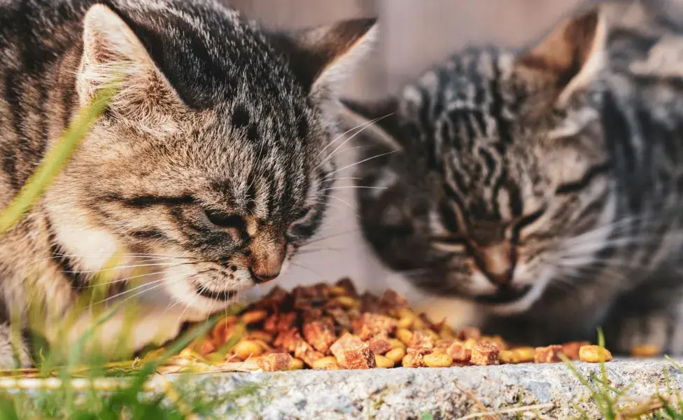 La comida de perros no contiene muchos nutrientes que necesitan los gatos.