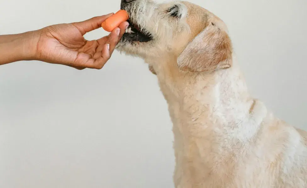 La comida natural mejora el pelaje de tu perro.