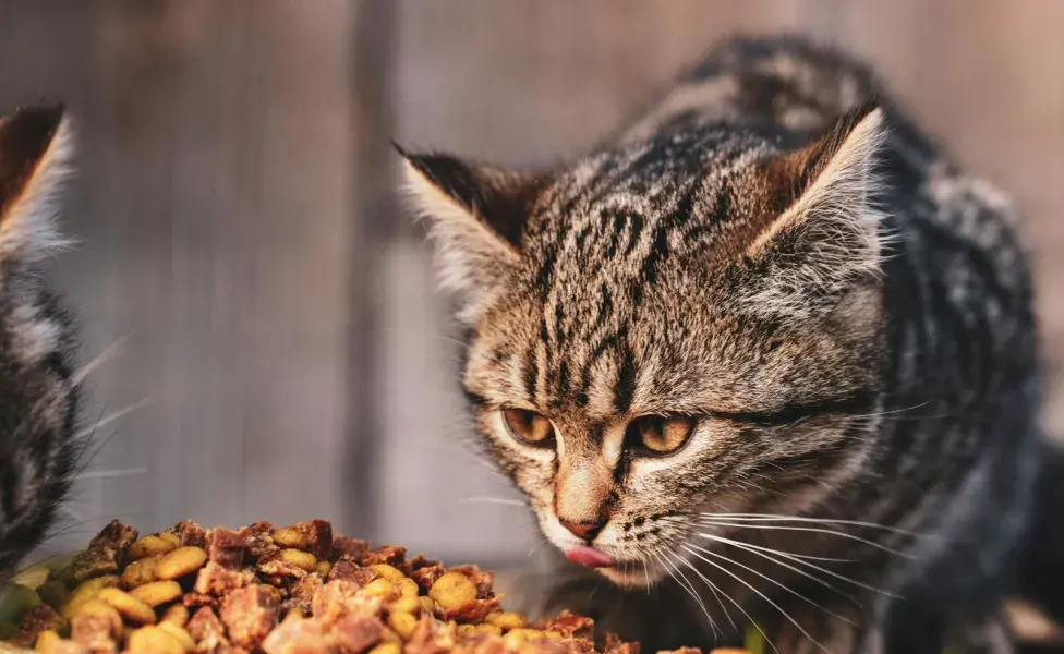 Mantén la comida de tu gato alejado de todos los alimentos. 