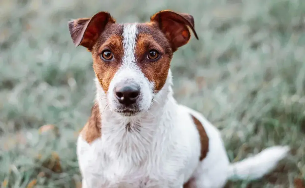 Si tu perro se frota mucho sus ojos, puede ser por las lagañas.