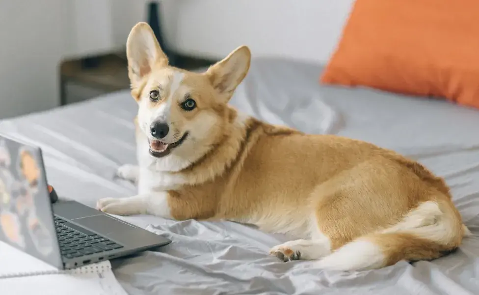 Los Corgis tienen mucha personalidad y carácter. Foto:Pexels