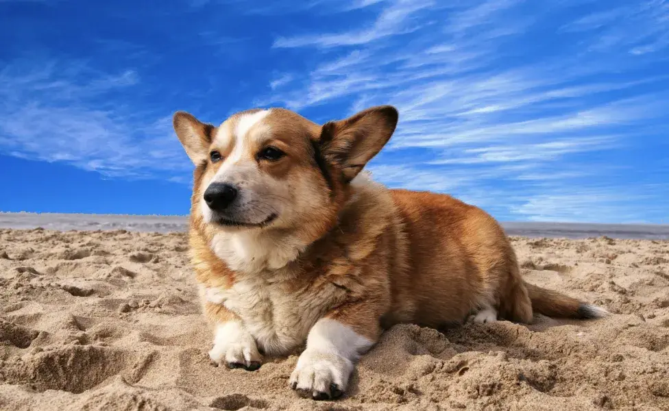 aplicar regraRazones para amar y tener un Corgi corgi-en-playa