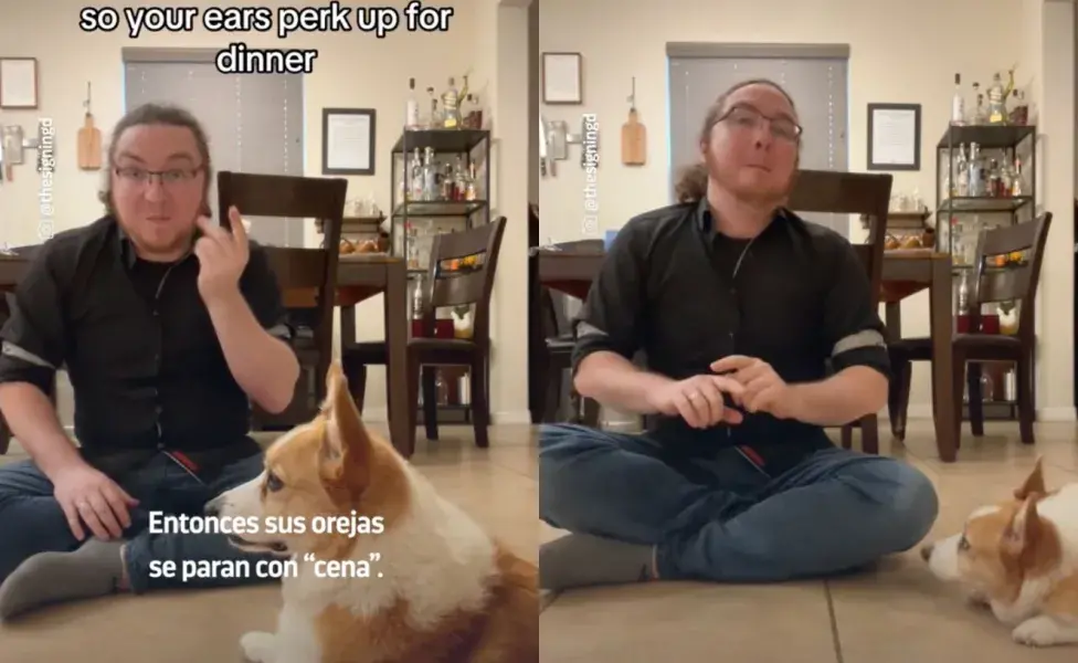 Este corgi aprendió el lenguaje de señas para entender a sus dueños. Foto: TikTok/meganoticias