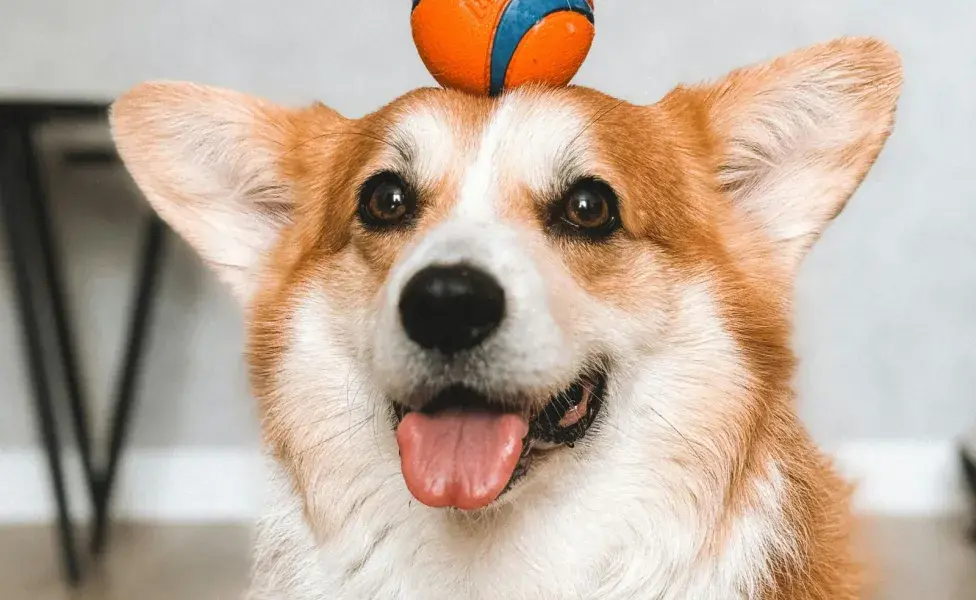 Los Corgi tienen una capa repelente al agua.