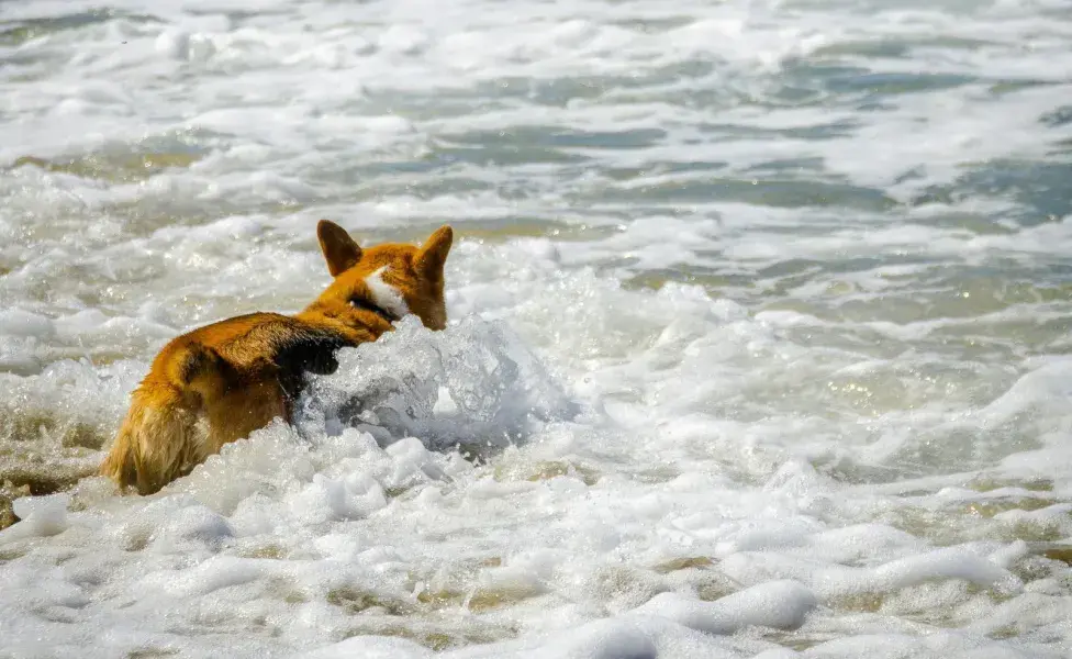 Aunque los Corgi son buenos en el agua. No te confíes. 