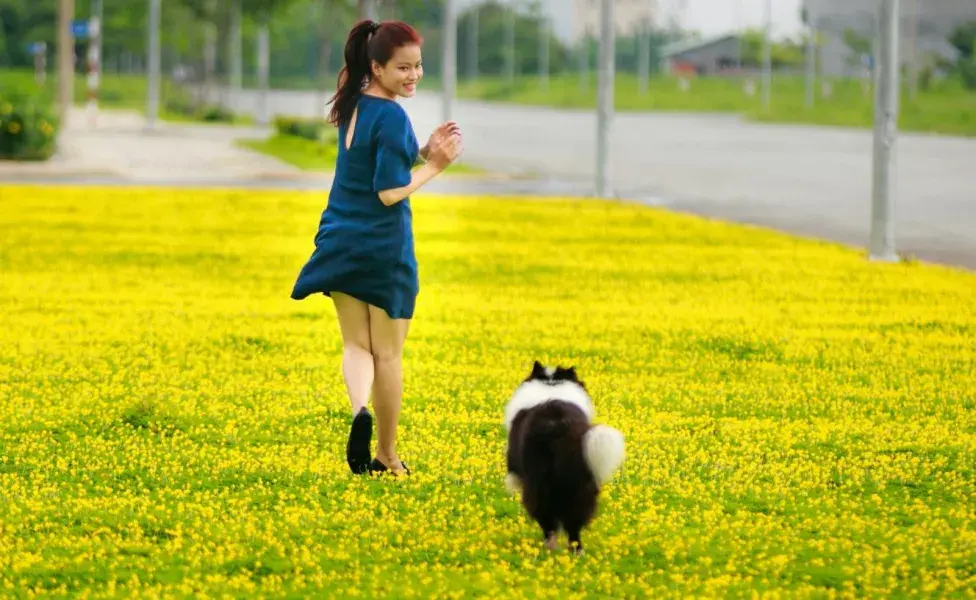 Investiga las críticas de un paseador de perros.