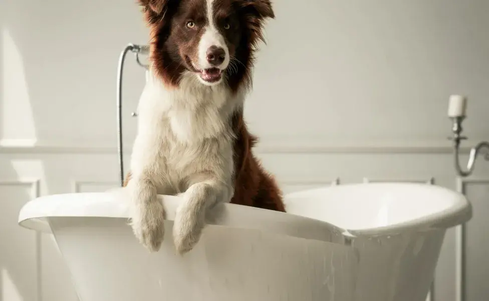 Recuerda bañar a tu perro con productos que no dañen su piel.