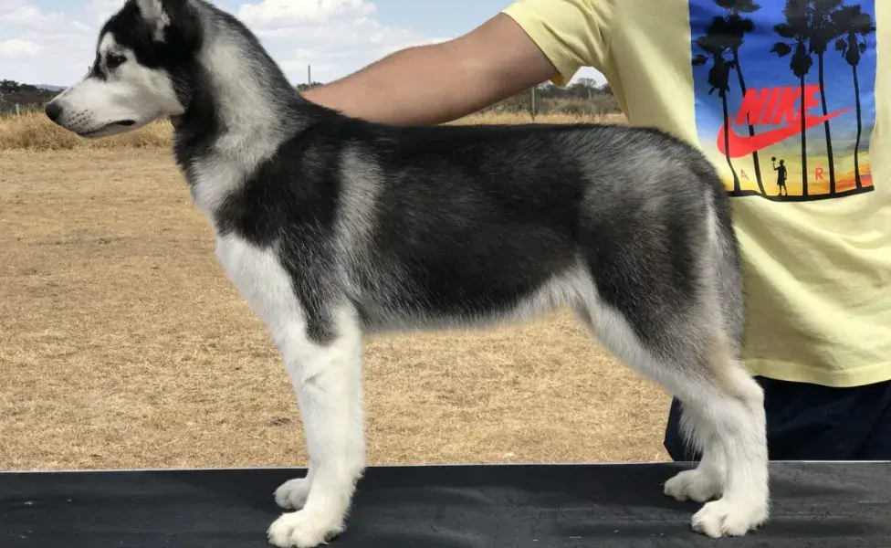 Los Huskies siberianos son conocidos por ser enérgicos.