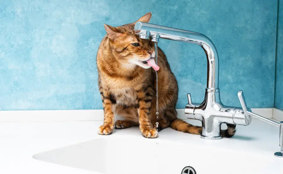 Fuente de agua para gatos