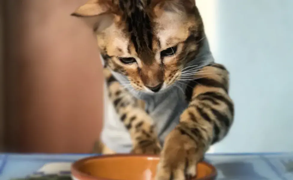 Comida y alimentos prohibidos para gatos