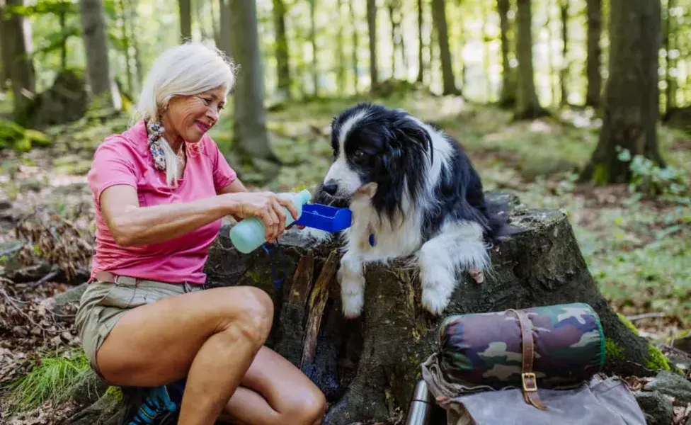 Evitar que el perro coma o beba demasiado rápido es otra forma de prevenir futuros episodios de hipo.