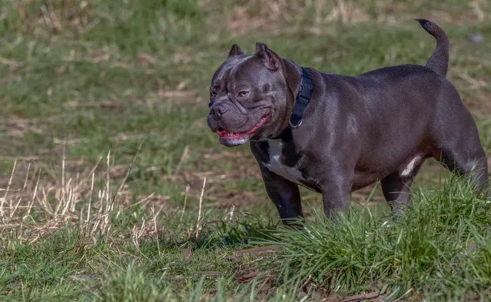 American Staffordshire Terrier 