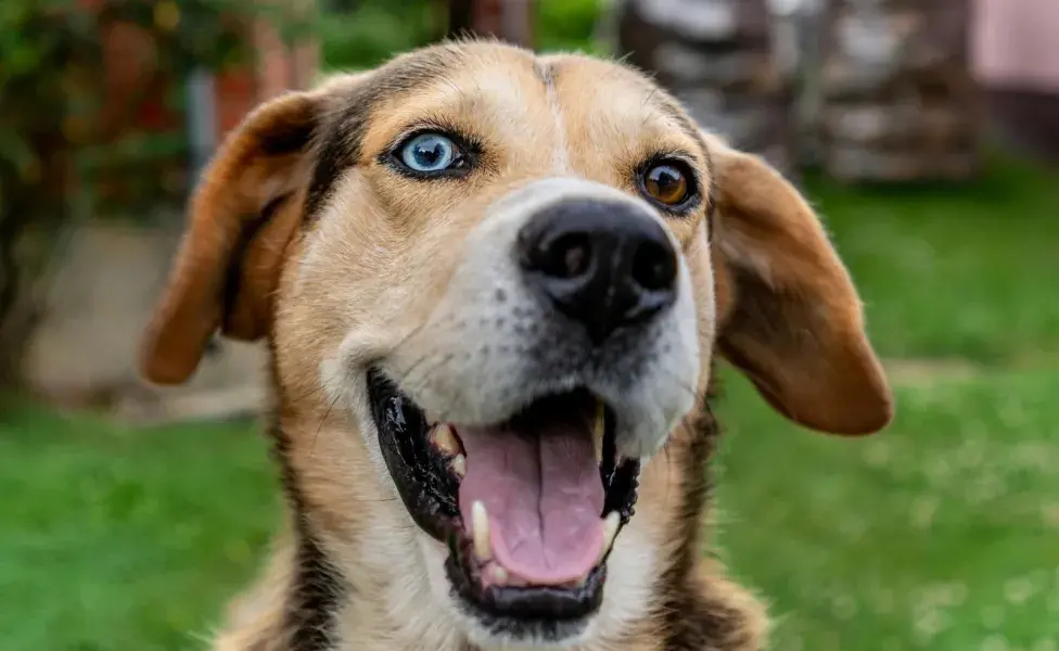 Los dientes de los perros están diseñados para durar toda la vida.