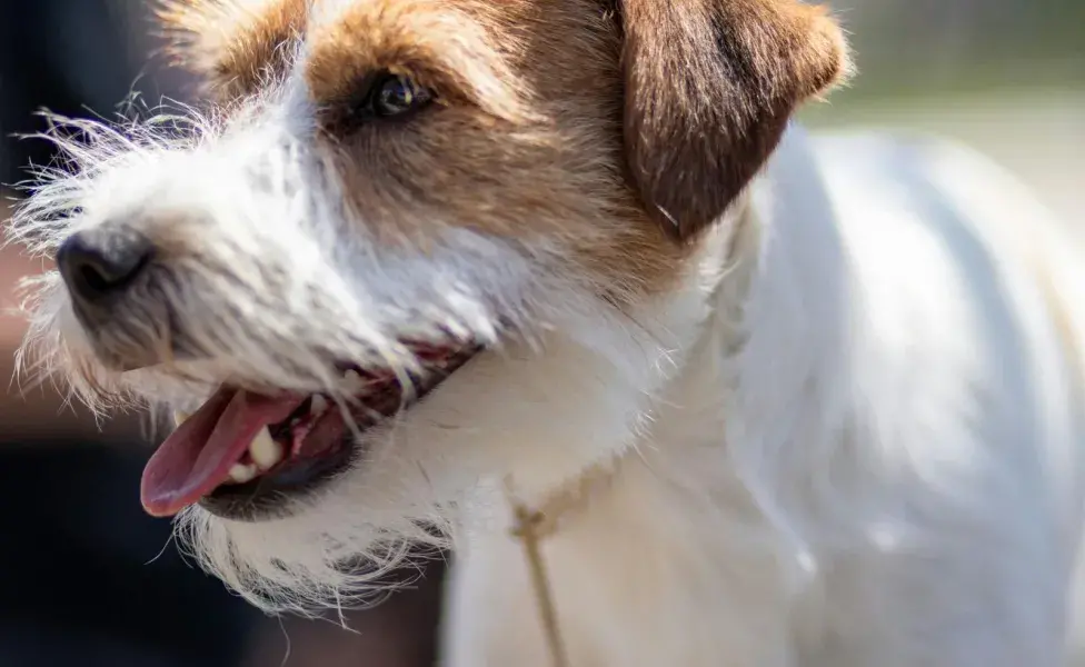 Evita darle a tu perro cosas duras, pues se puede romper los dientes.