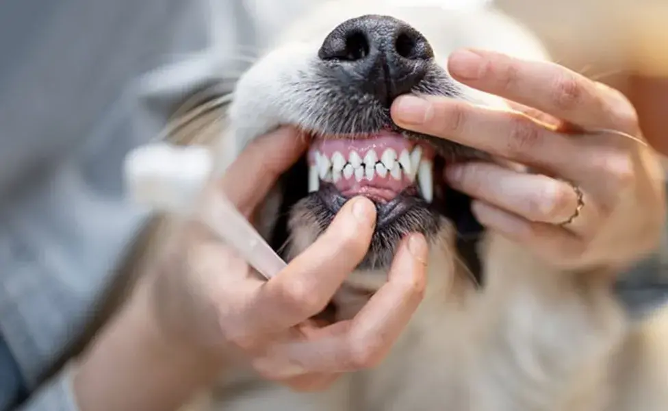 La estructura craneal comprimida puede llevar a una mala alineación de los dientes.