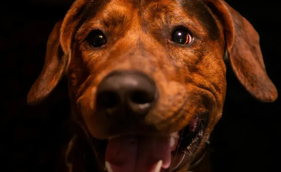 A los perros se les puede hinchar las encías durante la caída de dientes.