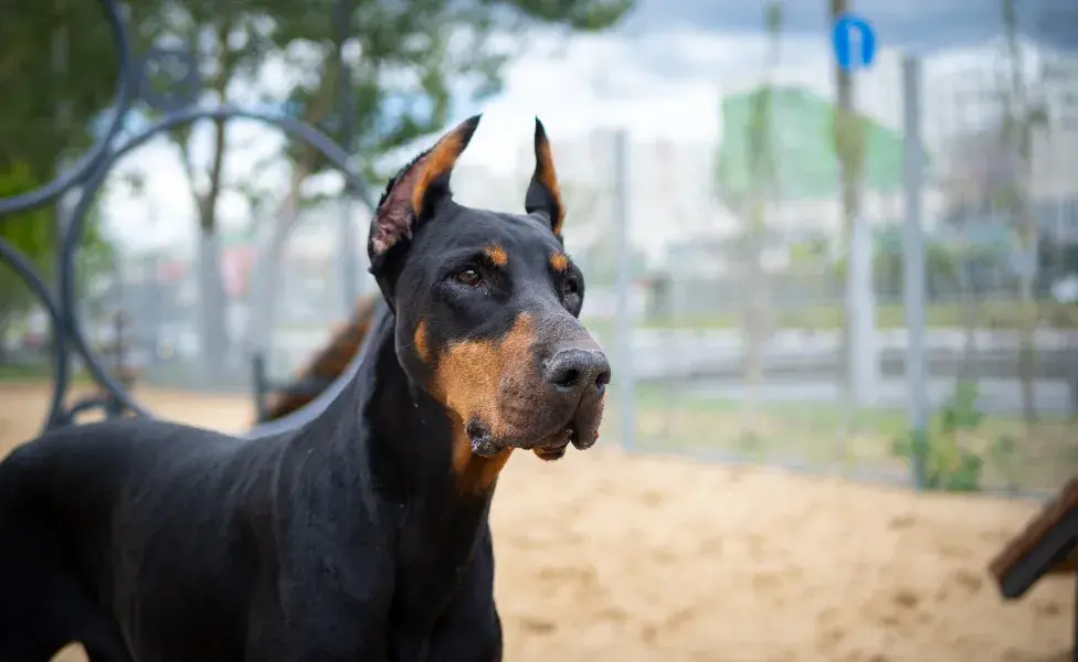 aplicar regra10 razas de perros que son conocidas por su inteligencia doberman_0