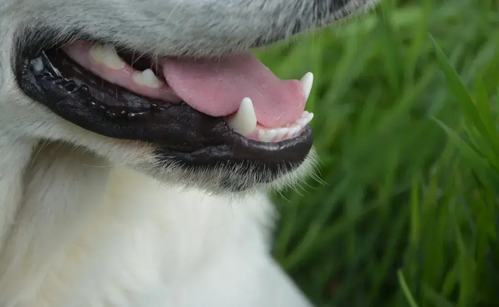 Mantener los dientes de tu perro limpios podrían salvarlo de infecciones